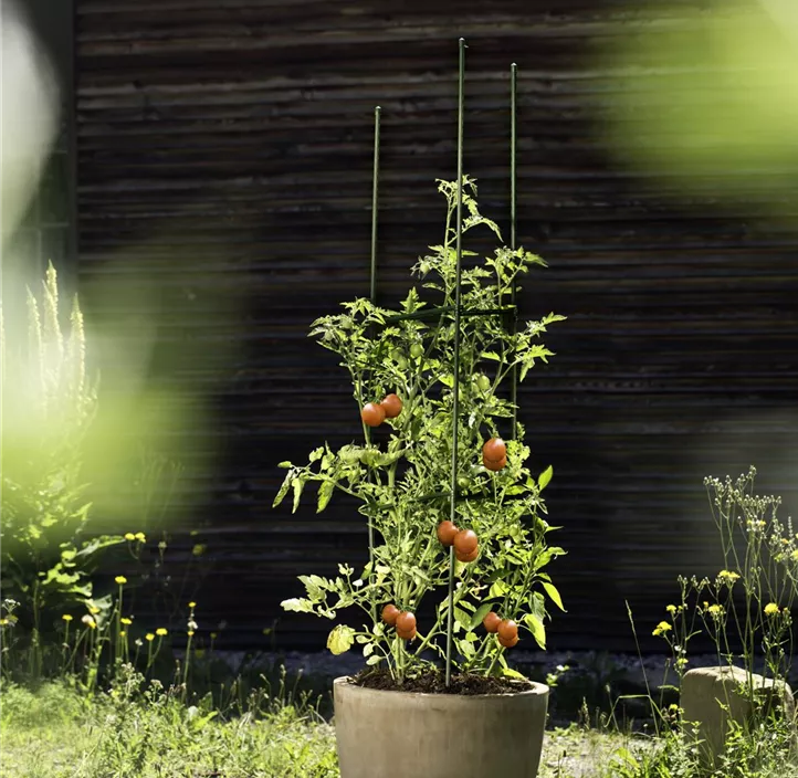 Tomatenrankturm