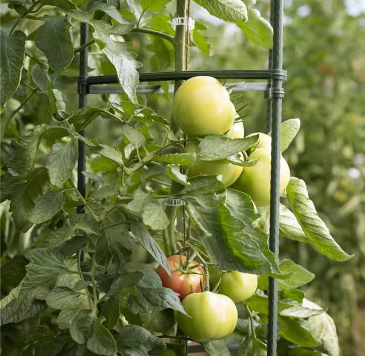 Tomatenrankturm