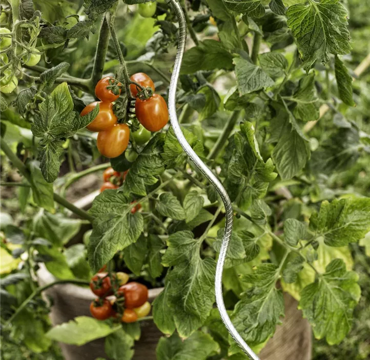 Tomatenspiralstab