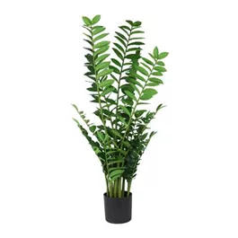 Zamioculcas