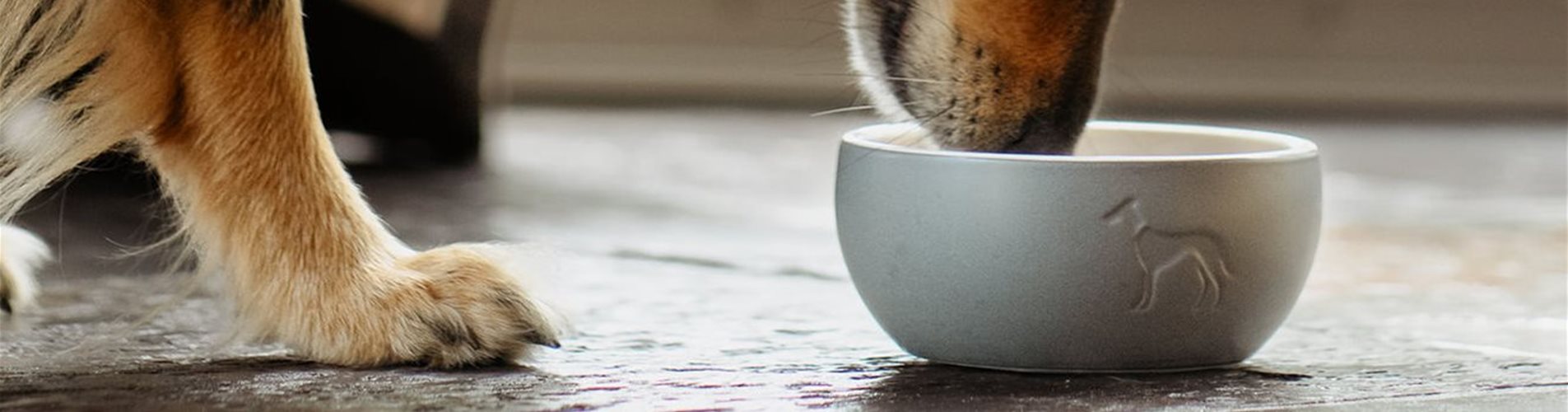 Hundefutter Hundefutter