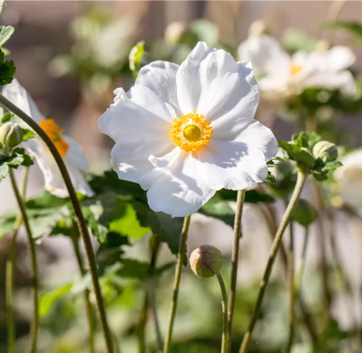 Garten-Herbst-Anemone 'Royal Blanco'