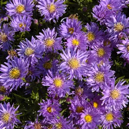 Aster dumosus Amethyst