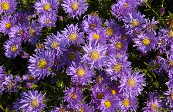 Aster dumosus 'Blaue Lagune'