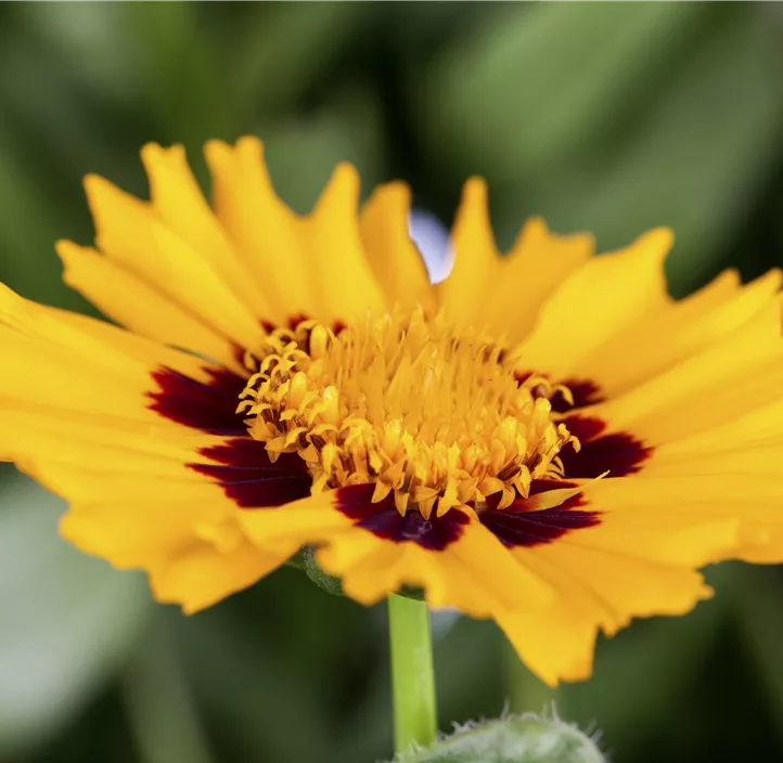 Großblumiges Mädchenauge 'Andiamo Yellow with Red'