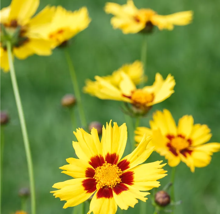 Großblumiges Mädchenauge 'Andiamo Yellow with Red'