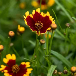 Coreopsis grandiflora UpTick Red