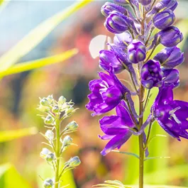 Delphinium cultorum Magic Fountain Blue