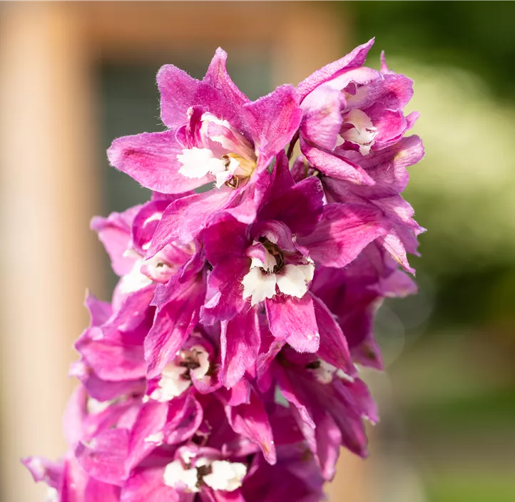 Rittersporn 'Magic Fountains Lilac Pink White Bee'