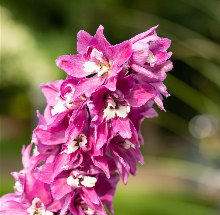 Rittersporn 'Magic Fountains Lilac Pink White Bee'