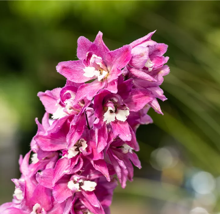 Rittersporn 'Magic Fountains Lilac Pink White Bee'