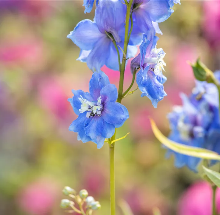 Rittersporn 'Magic Fountains Sky Blue'