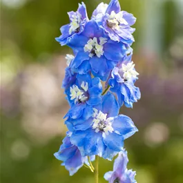 Delphinium cultorum Magic Fountain Sky Blue