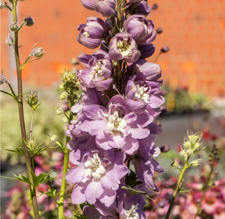 Hoher Garten-Rittersporn 'Delgenius® Chantay'