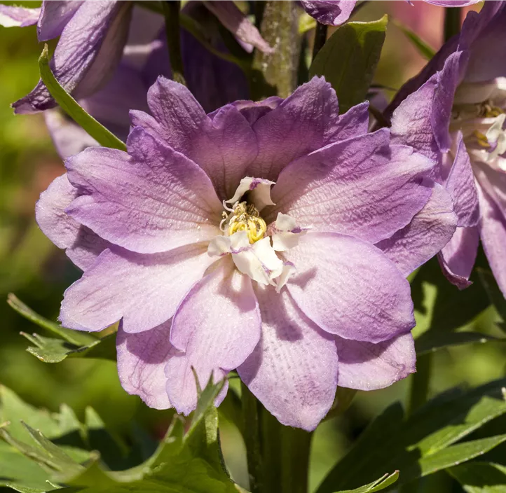 Hoher Garten-Rittersporn 'Delgenius® Chantay'