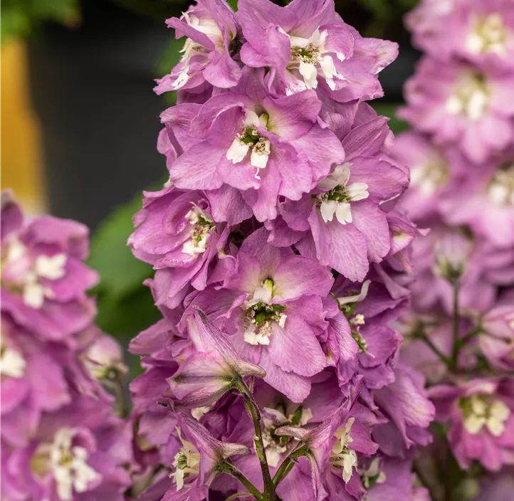 Hoher Garten-Rittersporn 'Delgenius® Chantay'