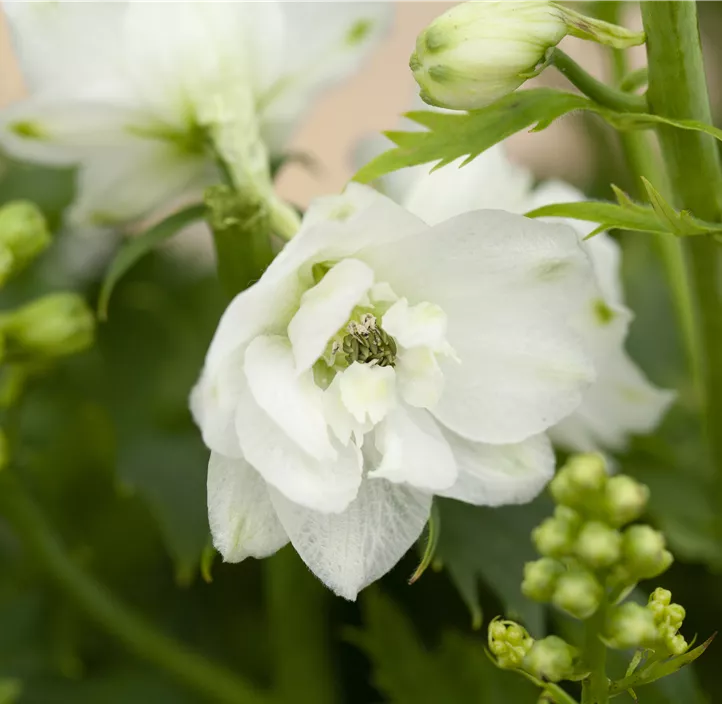 Delphinium Delgenius Neva, Hoher Garten-Rittersporn 'Delgenius® Neva ...