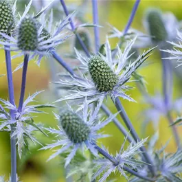 Eryngium Magical Blue Lagoon