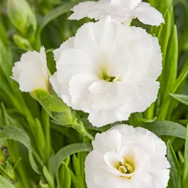 Dianthus Devon Cottage Dove