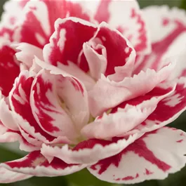 Dianthus Devon Cottage Wizard