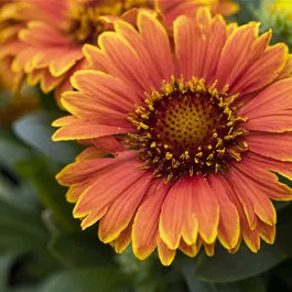 Gaillardia aristata SpinTop Mango