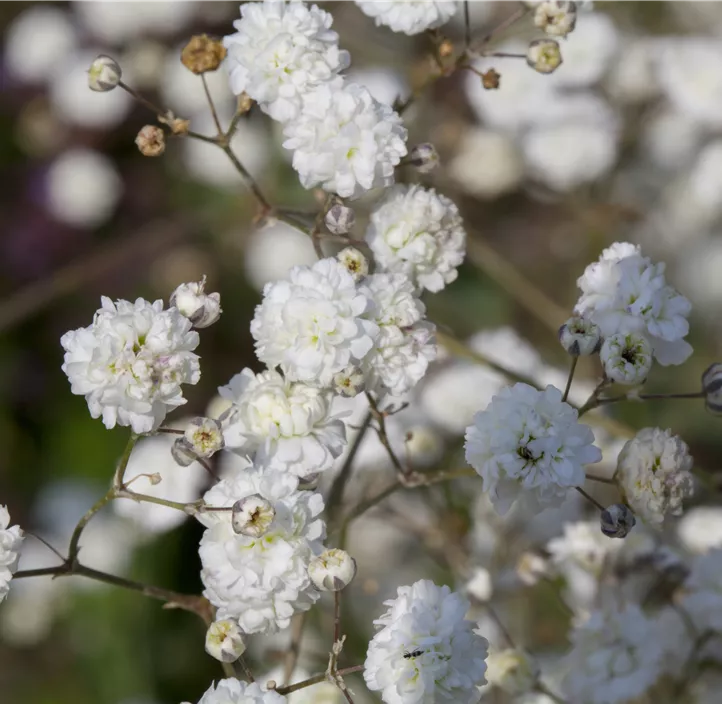 Garten-Schleierkraut 