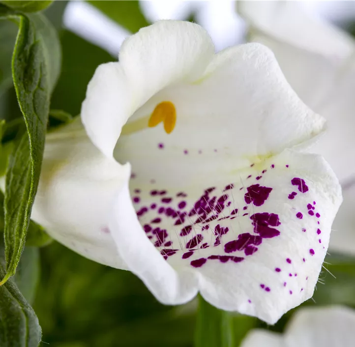 Garten-Fingerhut 'Dalmatian White'