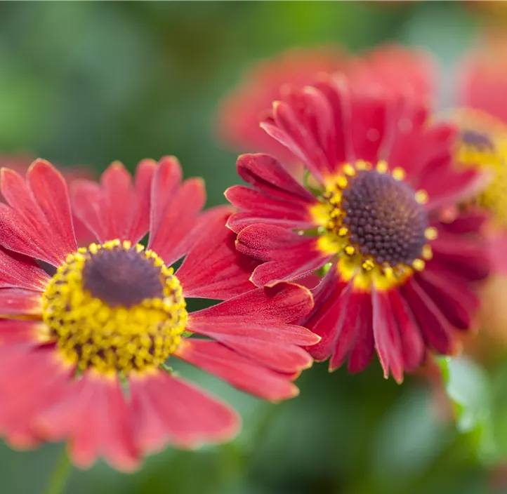 Garten-Sonnenbraut 'HayDay™ Red'