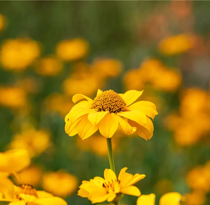 Garten-Sonnenauge 'Sommersonne'