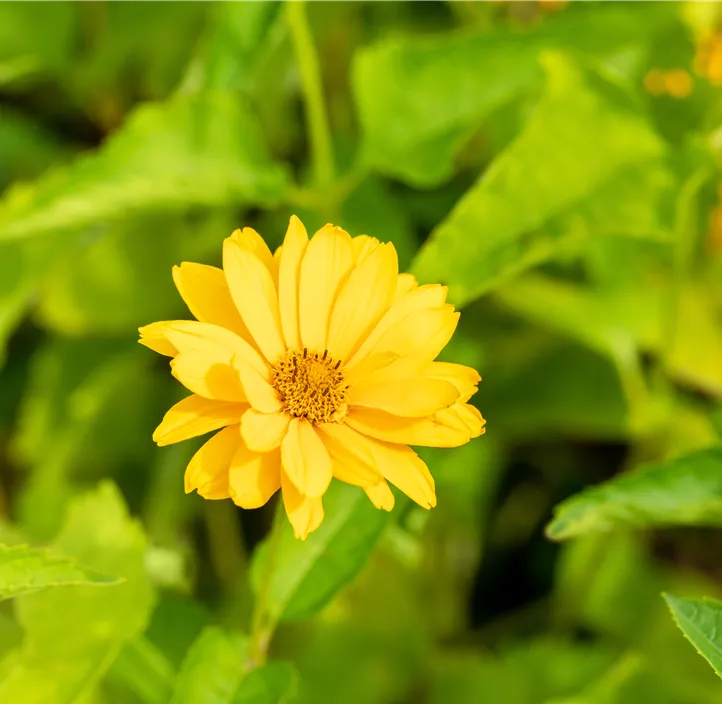 Garten-Sonnenauge 'Sommersonne'