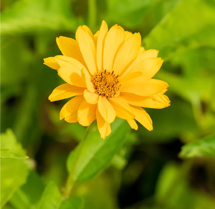 Garten-Sonnenauge 'Sommersonne'