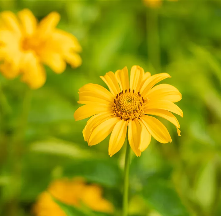 Garten-Sonnenauge 'Sommersonne'