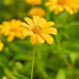 Heliopsis helianthoides Oriole Single Yellow