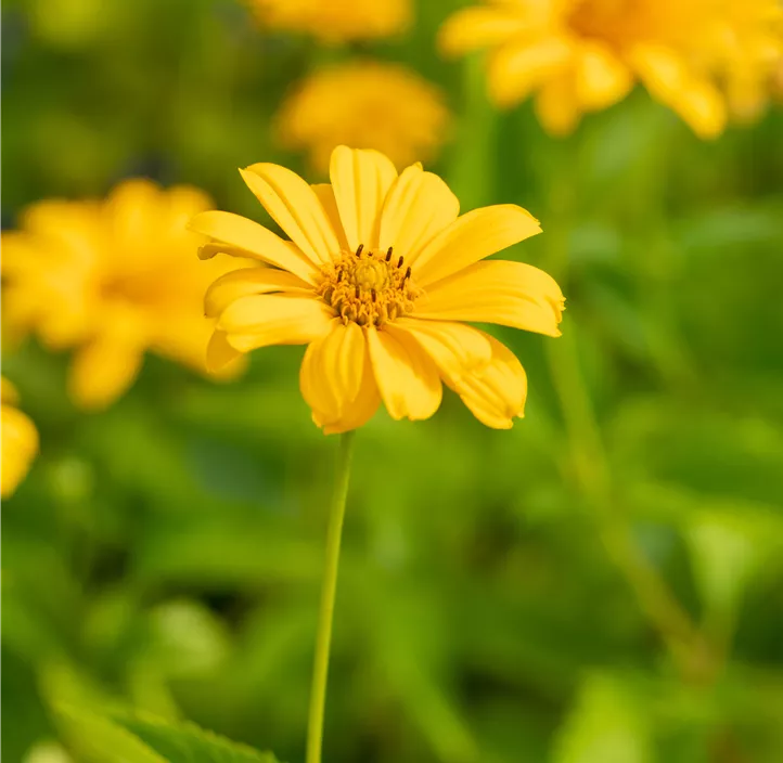 Garten-Sonnenauge 'Sommersonne'