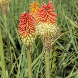 Kniphofia uvaria Poco Red