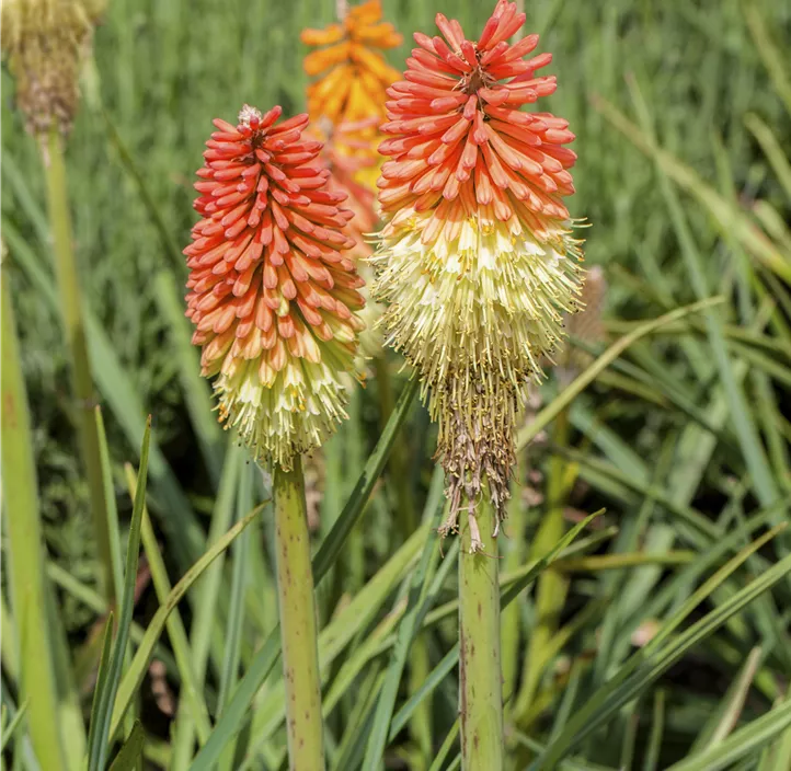 Garten-Fackellilie