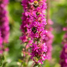 Lythrum salicaria Pink Blush