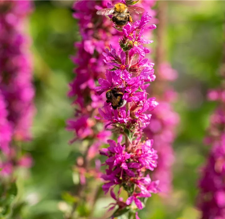 Garten-Blut-Weiderich 'Pink Blush'®