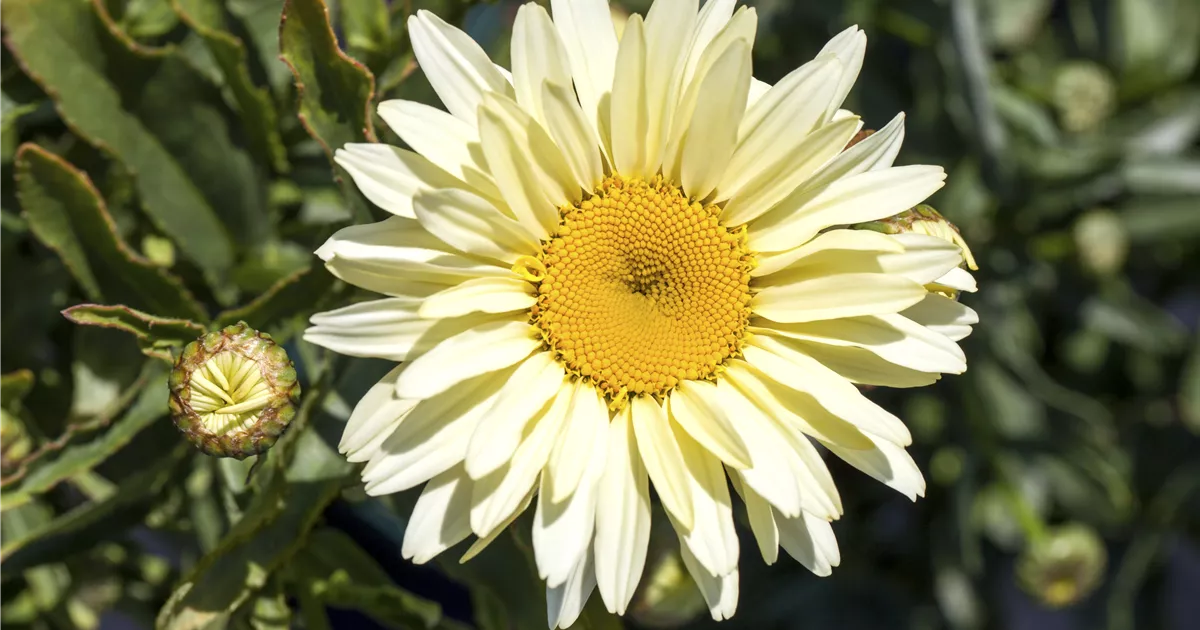 Leucanthemum maximum Victorian Secret, Großblumige Garten-Margerite ...