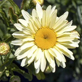 Leucanthemum maximum Victorian Secret