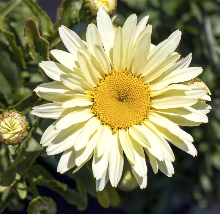 Großblumige Garten-Margerite 'Victorian Secret'