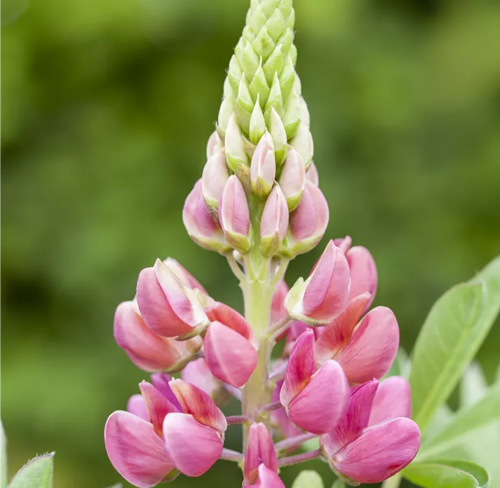 Lupine 'Lupini Rose Shades'