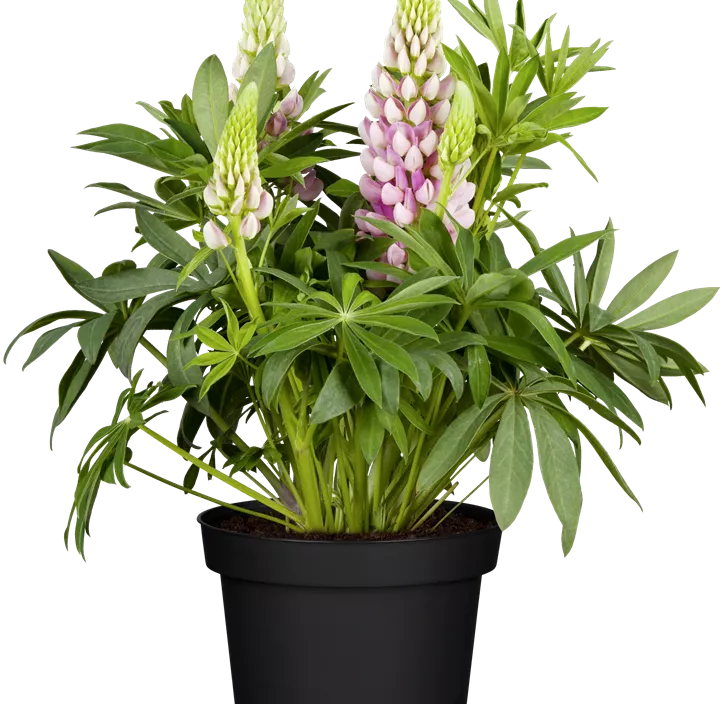 Lupine 'Lupini Rose Shades'