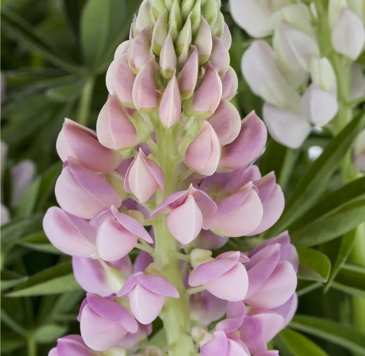 Lupine 'Lupini Rose Shades'