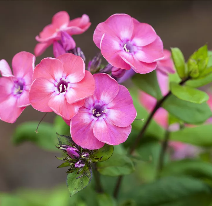 Hohe Garten-Flammenblume 'Light Pink Flame'