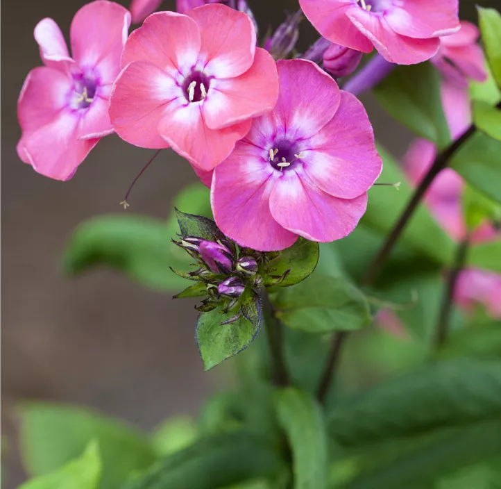 Hohe Garten-Flammenblume 'Light Pink Flame'