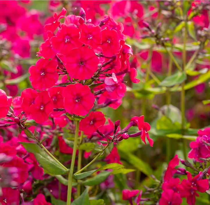 Hohe Garten-Flammenblume 'Flame Red'