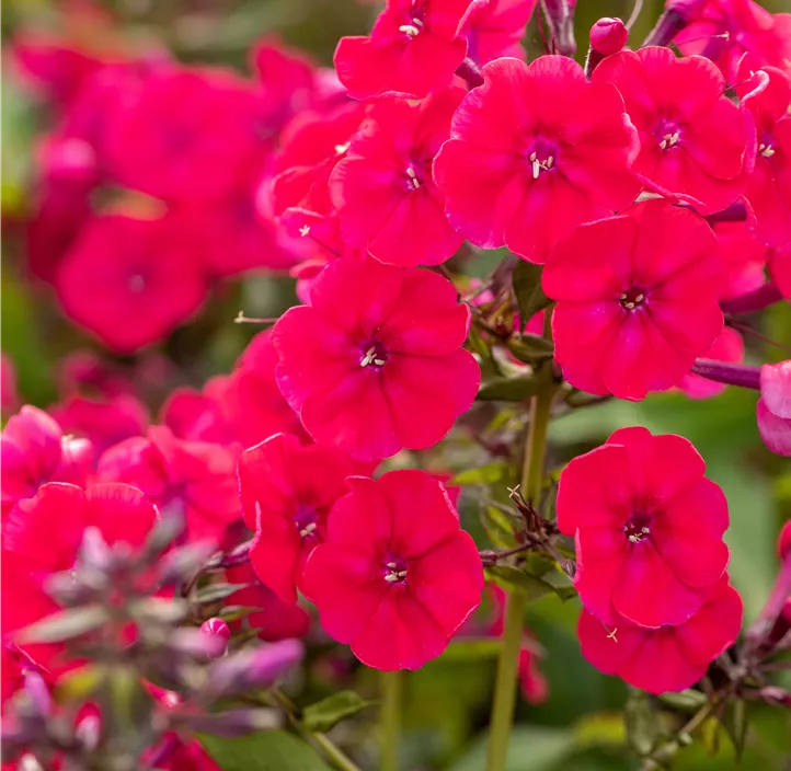 Hohe Garten-Flammenblume 'Flame Red'