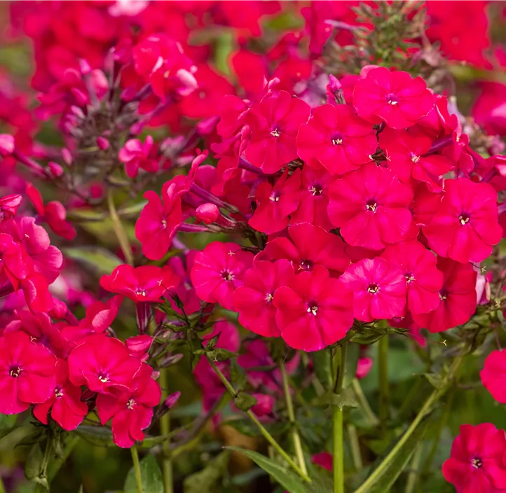 Hohe Garten-Flammenblume 'Flame Red'