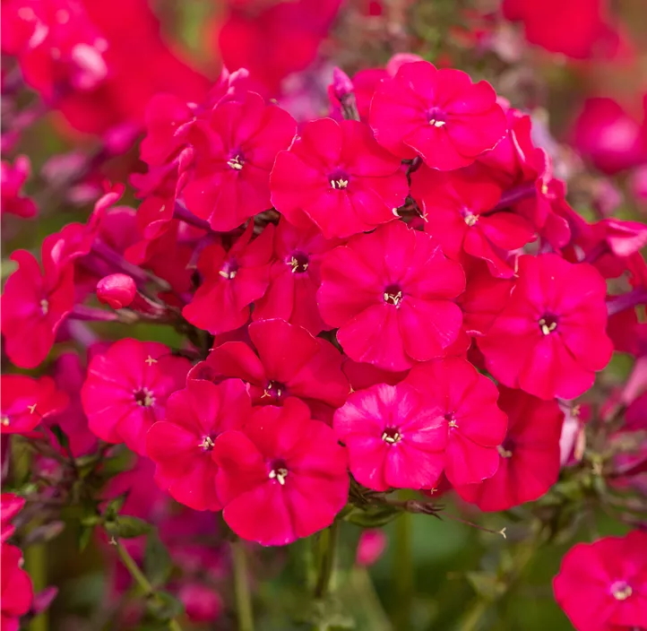 Hohe Garten-Flammenblume 'Flame Red'